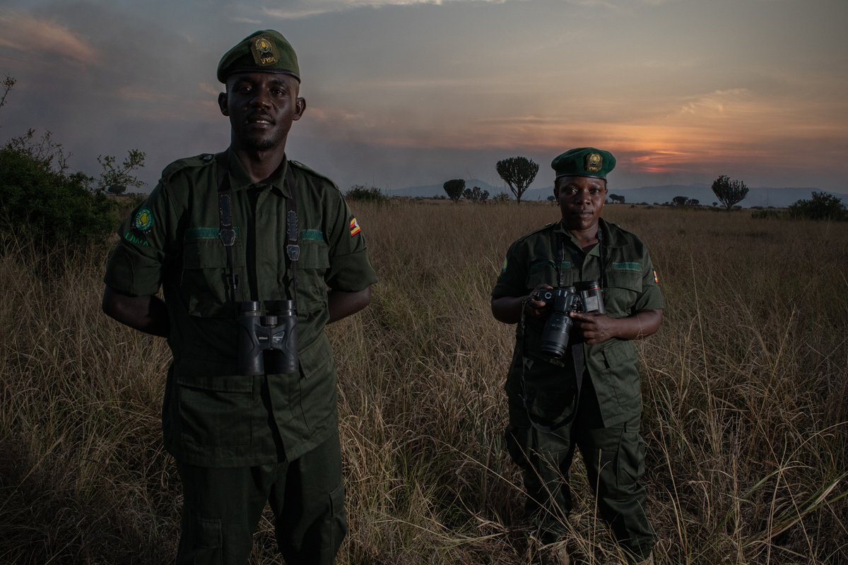 alexbraczkowski's tweet photo. Building resilient monitoring systems with the Ugandan and Kenyan government from the bottom up. For anyone interested how to census wildlife at national scales with the people who live alongside them please join us today in MH1 @ 12:00 PM #ICCB2023 Thanks @Griffith_Uni @NAU @duanbiggs for bringing us here!