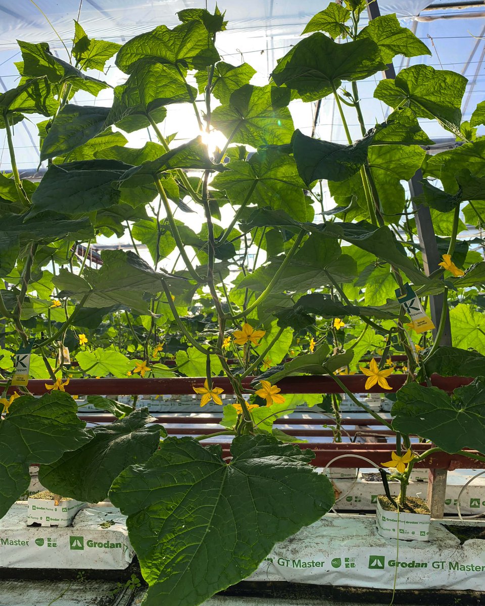 Plenty of flowers on our new plants! We’ll be picking soon! #cucumber #salads #sunshine #plants #horticulture