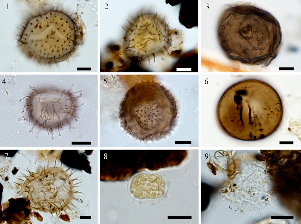 eDNA_IOPAN's tweet photo. We are excited to share that our recent research paper on using Dinoflagellate cysts and benthic foraminifera from sediment samples around Svalbard as indicators of past environments has been published online!

https://t.co/RHGUSdDs2x https://t.co/iYETcVCkcS