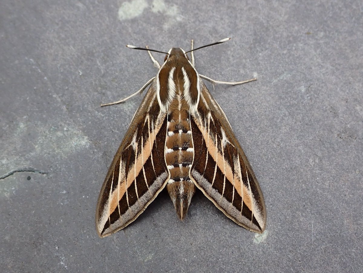 Stephen Ruttle trapped this magnificent Striped Hawk-moth at Halfway, Carmarthenshire on Sunday. Stephen's upland farm has a history of attracting exciting migrant moths despite being a fair way inland. @MigrantMothUK