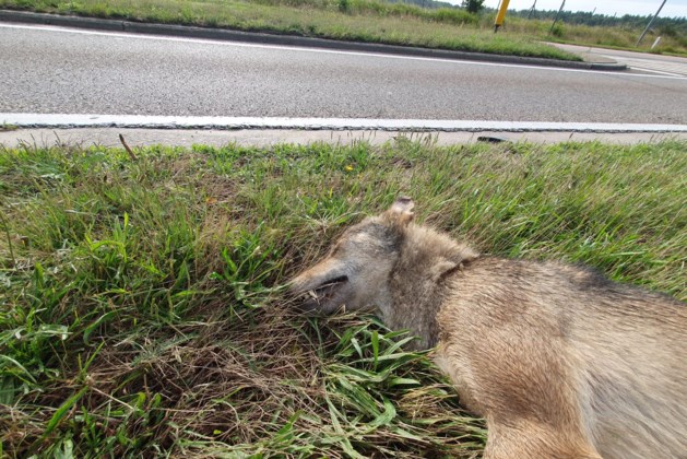 hbvl's tweet photo. Wolf doodgereden in Meeuwen: mogelijk gaat het over August https://t.co/vaUTW6FmEc https://t.co/QNpkb8zRRd