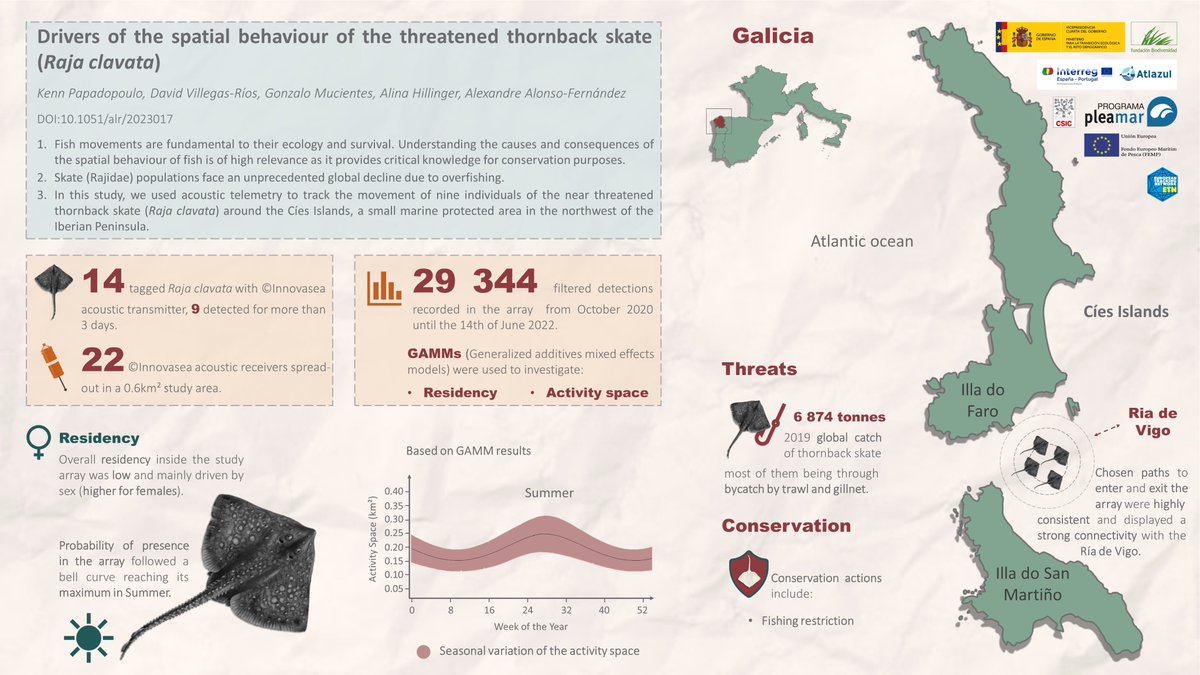 ‼️New paper‼️
We used acoustic telemetry to investigate the drivers of the spatial behaviour of the thornback skate
alr-journal.org/articles/alr/a…
Special thanks to everyone involved and @xBeiro for the📸
#trackingnotslacking #movementecology #acoustictelemetry