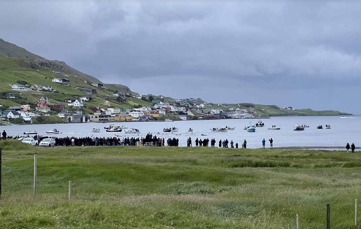 Late last night a further 100-150 precious and gentle pilot whales were butchered in the 7th Faroe Islands hunt of 2023. This takes the total of this species massacred this year in the archipelago to a sickening +-800.

That the EU/UK sits back a watches protected cetaceans