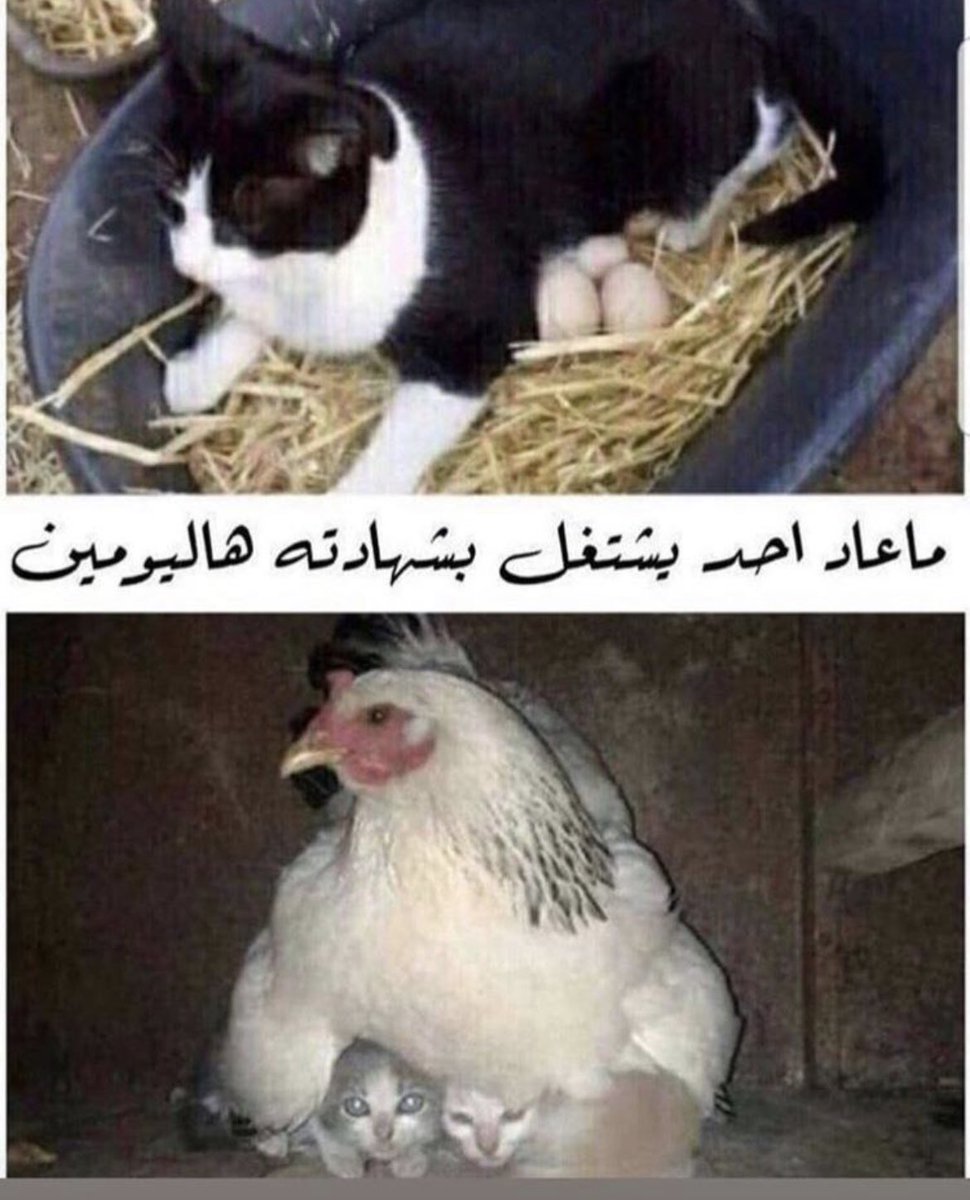 Saxlman 🌐🇸🇦 tweet media