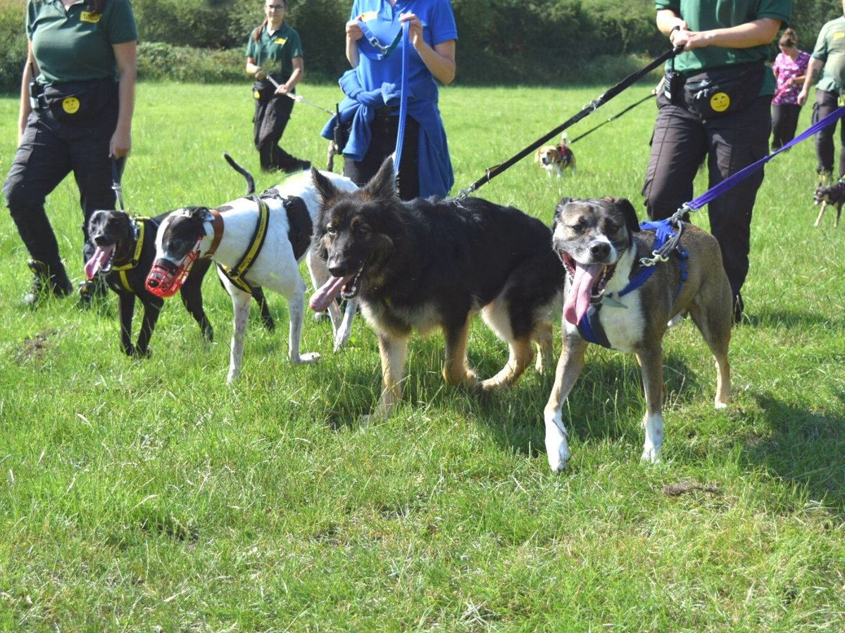 DT_WestLondon's tweet photo. The band are back together! πΎ
From left to right we have; Dash (lurcher), Patch (Greyhound), Luca (German Shepherd) and Sheldon (Husky cross)
Aren't they just the cutest?! π
#Groupwalk #Dogstrust #rehoming #rescue #Ineedahome #ADogIsForLife #Dogstrustwestlondon https://t.co/eghBiUc17M