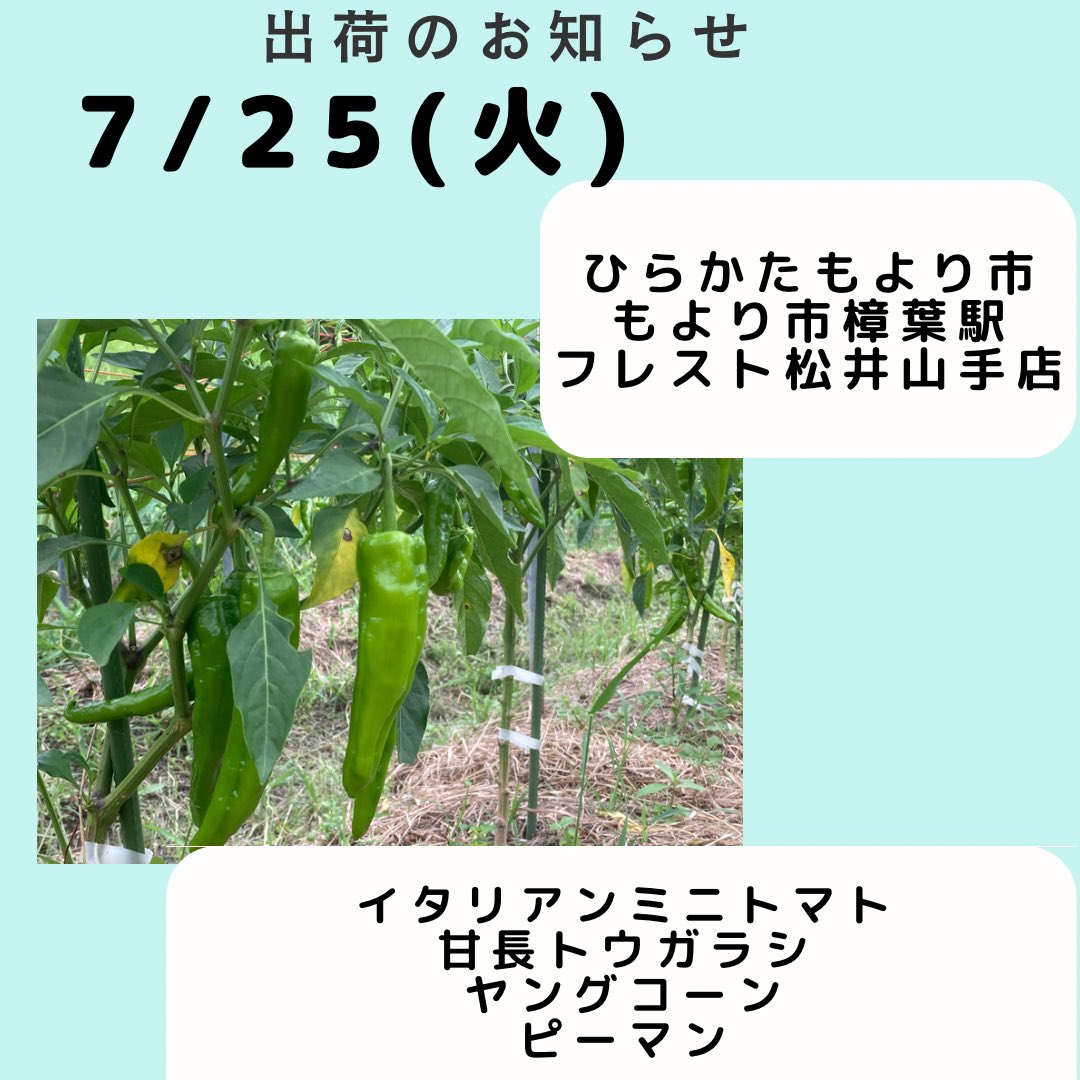 doppo_farm's tweet photo. 今週も美味しい採れたて野菜を出荷いたしました！
今週からスイートコーンは「プレミアム味来」という品種に変わりました♫
甘さがギュッと詰まったプリプリのコーン、是非お試しください♪
#ひらかた独歩ふぁーむ
#枚方市
#穂谷
#野菜 https://t.co/GjB5AGr2qk