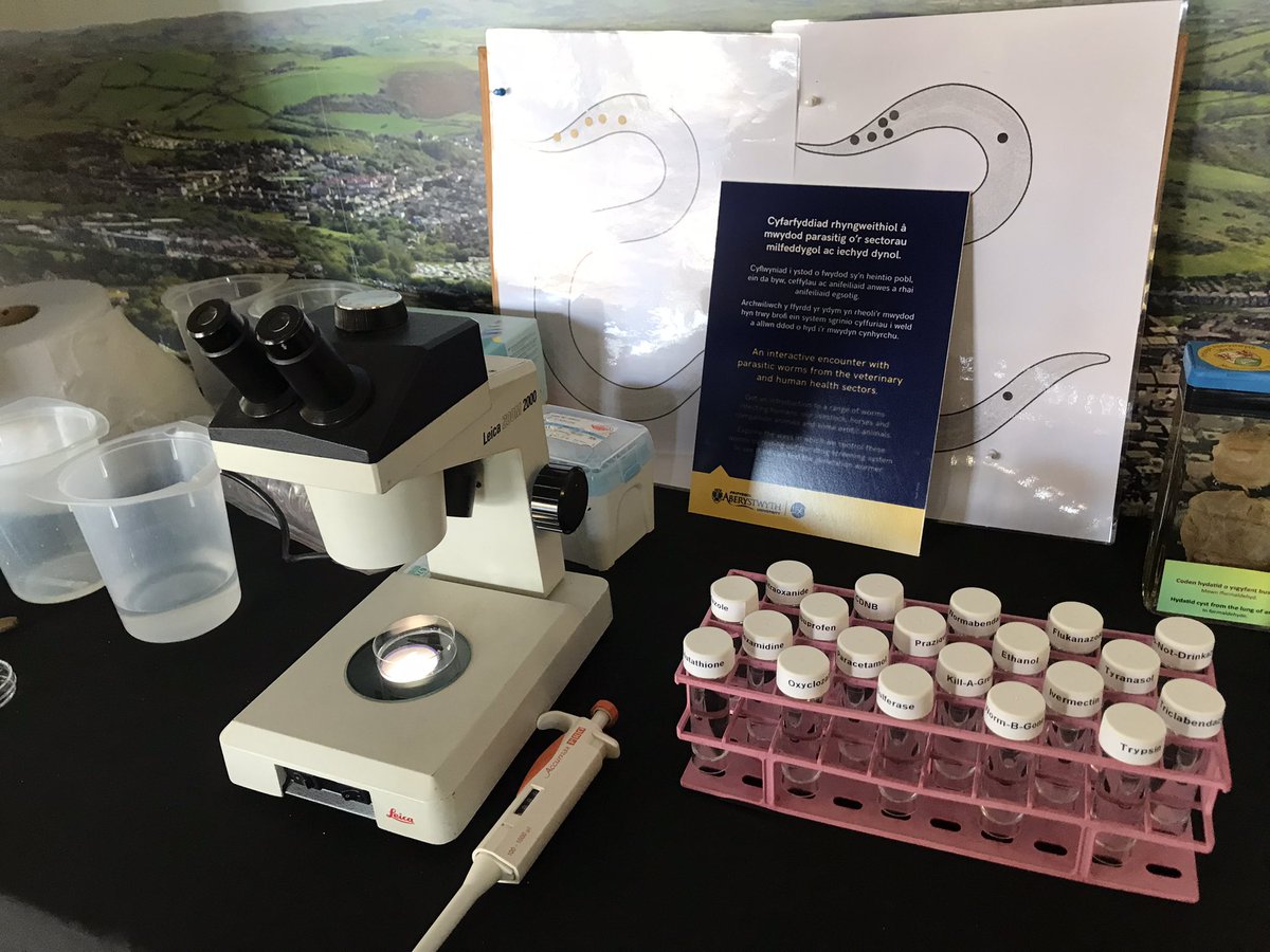 Hnorthcote3's tweet photo. Royal Welsh Day 2!! Come see me and @JacobL_1998 and our wonder world of parasites! Have a go at our ‘drug’ trials and and meet #tinythetapworm 🪱 @AberDLSAGB @AberUni https://t.co/Cn3lOBwUCH