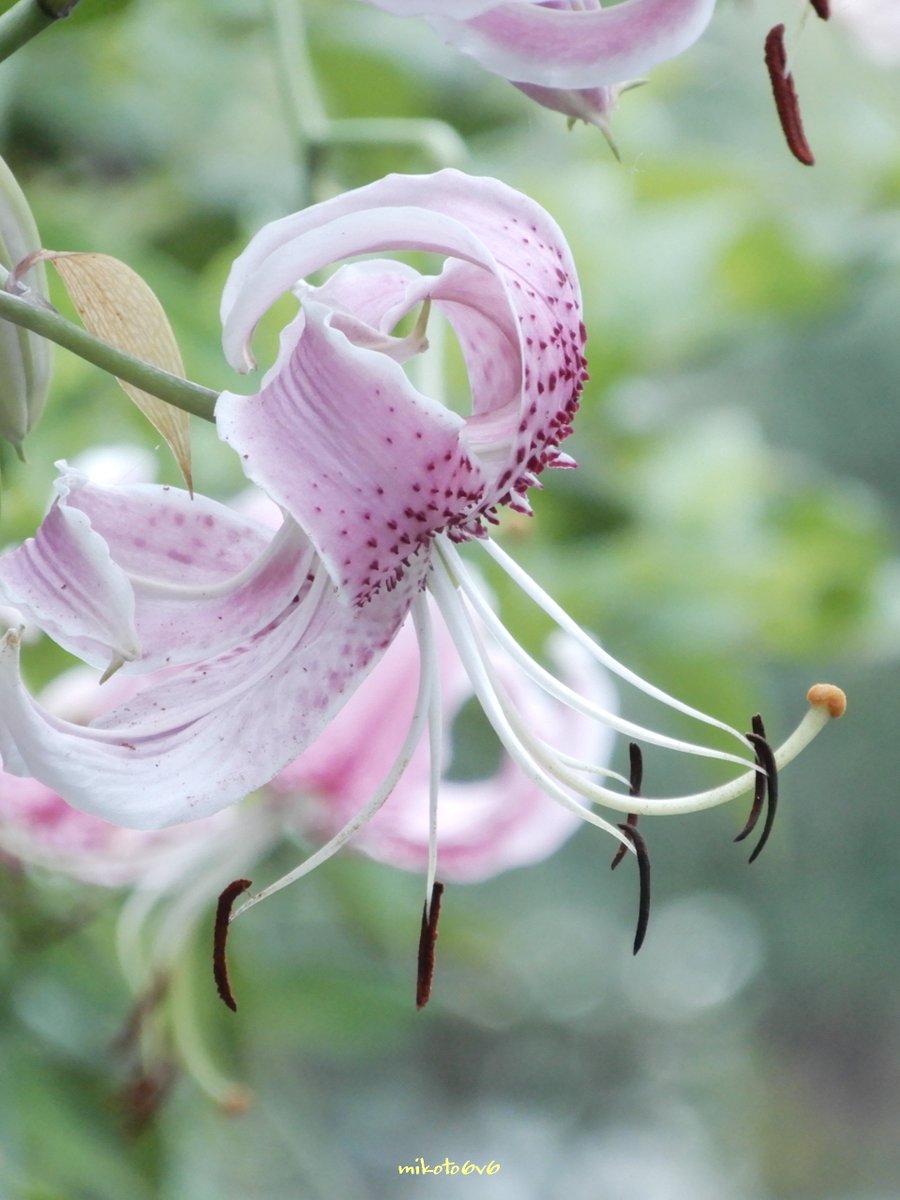 ❁リリ❁ りり☀️ (@cocomaking74) / Posts / X