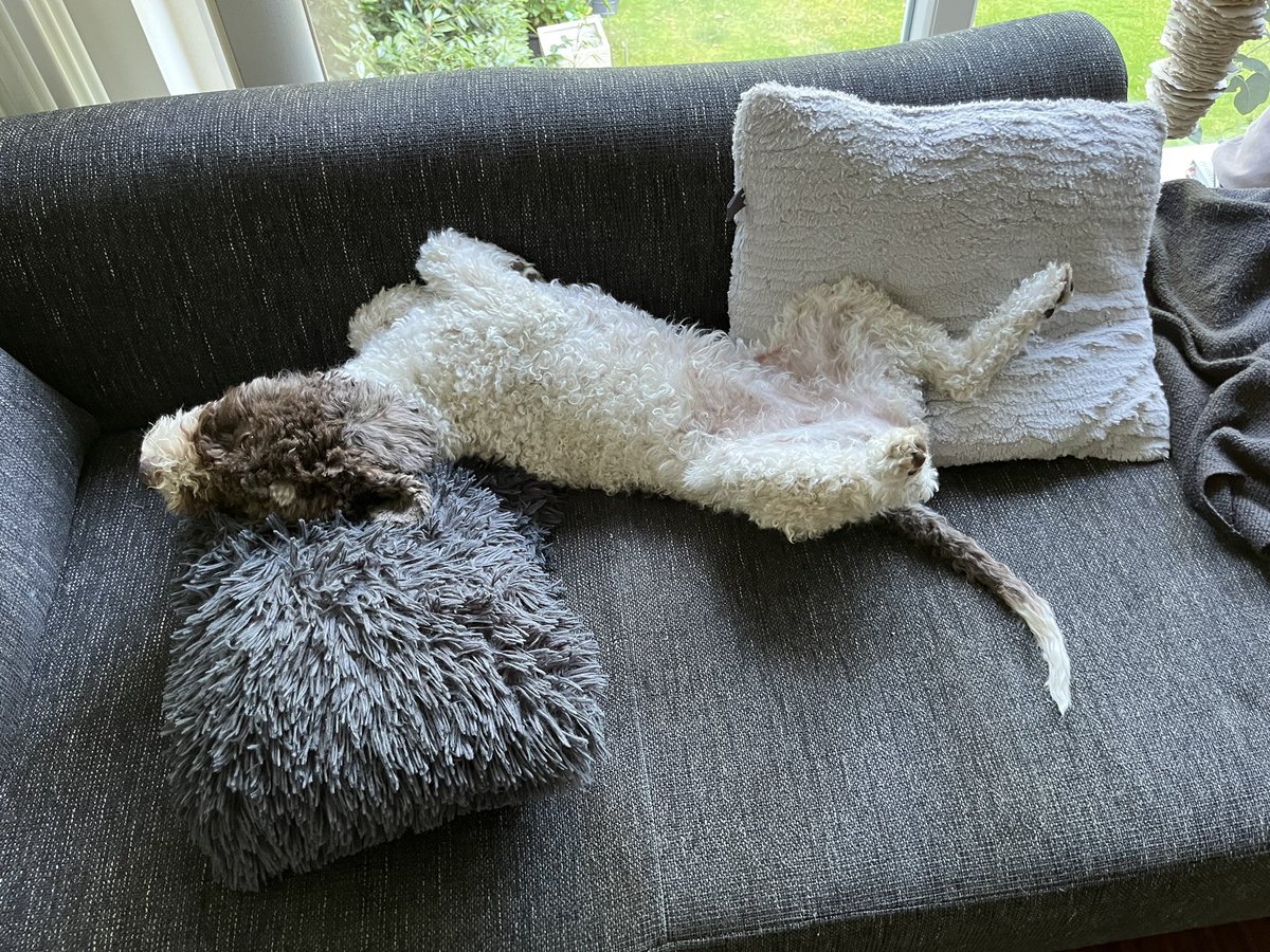 HLagotto's tweet photo. Namen gesucht: wie heißt diese #Yoga Übung? @KalleLagotto https://t.co/YeeqMvd0sv