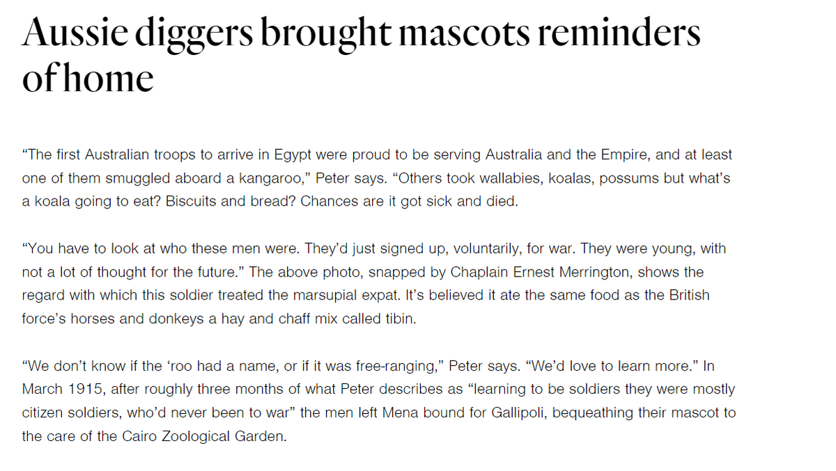 Kate_Frome's tweet photo. @clausewitz1964 @OMGTheMess Flixi's sloppy history&amp; photo not attributed to Chaplain Merrington😳
Kangaroo NOT wallaby
1 Dec 1914, NOT 1915
NO proof RTA, 10 Bn diggers bequeathed to Cairo Zoo on => Gallipoli. 
https://t.co/ub8bvkZhyI   
https://t.co/fmqEo2zQPB
https://t.co/gvNVrz1Sj4
https://t.co/AyKzccuiv8 https://t.co/akYmwtp6zq