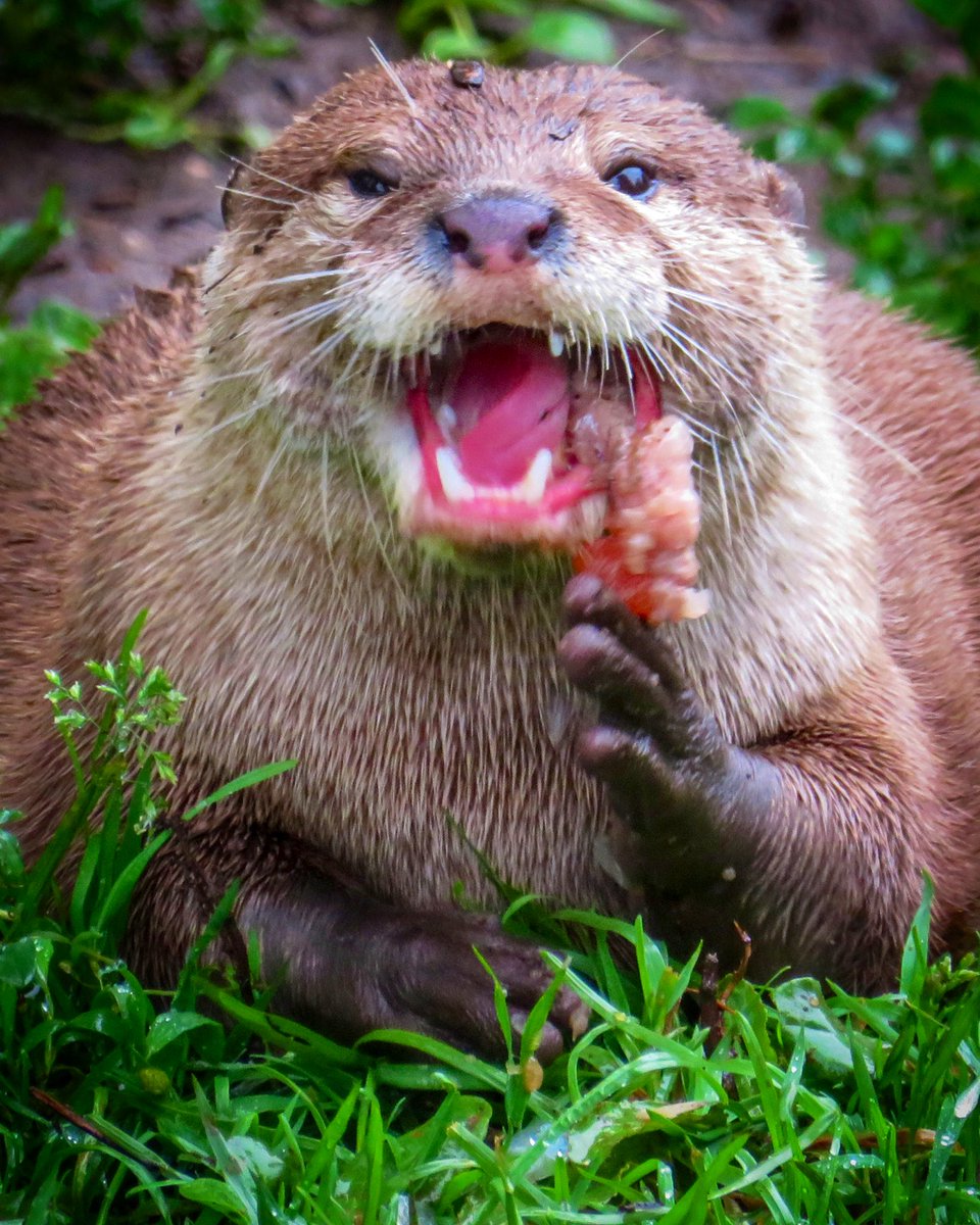 smARTindale (@smartdale) on Twitter photo Visit Dartmoor Otter Sanctuary and watch them swim. Mesmerising!! <a href="/BBCDevon/">BBC Devon</a> <a href="/VisitDevon/">Visit Devon</a> <a href="/IMcMillan/">Ian McMillan</a> <a href="/BBCSpringwatch/">BBC Springwatch</a> <a href="/HannahStitfall/">Hannah Stitfall</a> Visit Dartmoor Otter Sanctuary and watch them swim. Mesmerising!! <a href="/BBCDevon/">BBC Devon</a> <a href="/VisitDevon/">Visit Devon</a> <a href="/IMcMillan/">Ian McMillan</a> <a href="/BBCSpringwatch/">BBC Springwatch</a> <a href="/HannahStitfall/">Hannah Stitfall</a>