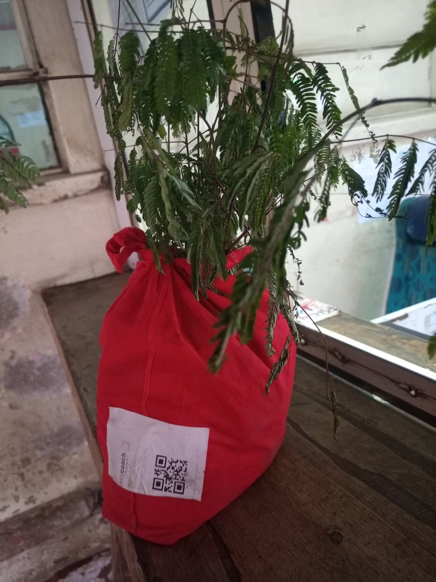 EleraiVillage's tweet photo. @Momulagroforest, I have received my calliandra seedlings. 

I must have planted and grown over 2,500 trees over the last 3 years around my farm house in Kimana alone.

I think i qualify for that @Environment_Ke certificate 🤣🤣 https://t.co/tPpt5yxASq
