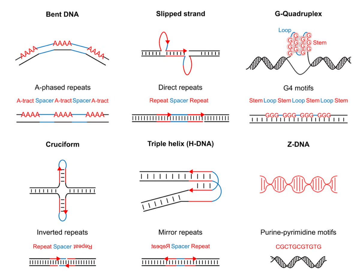 Happy to announce the publication of my main postdoc project in the @MakovaLab : An in-depth analysis of the relationship between alternative (non-B) DNA structures and sequencing errors in #Illumina, #PacBio #HiFi and #ONT sequencing genome.cshlp.org/content/early/…