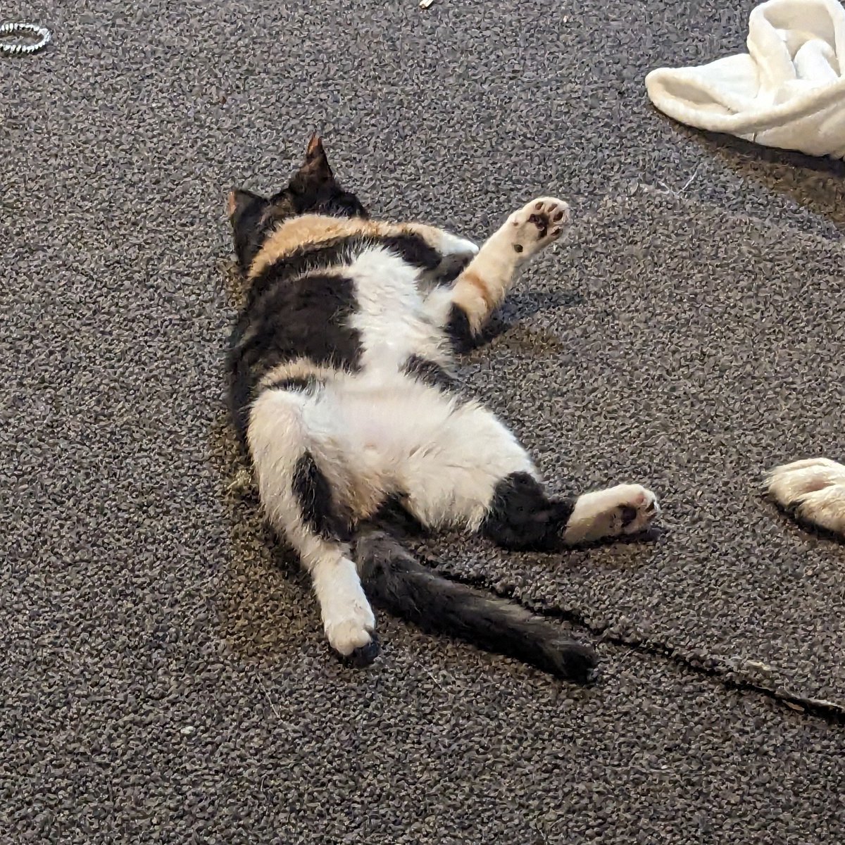 SpArKy! @EARTH シ tweet media