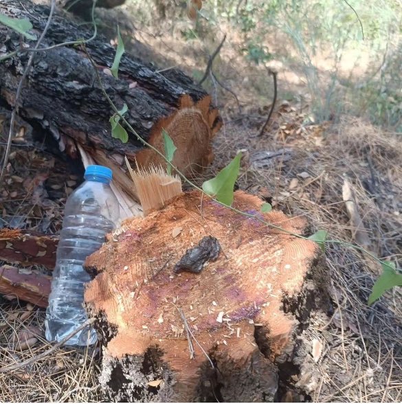 Ormanlara, ağaçlara kıyanlar;
Bahçeleriniz bahar görmesin….