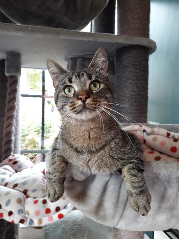 FBB_Officiel's tweet photo. 🐱 ARSENE, 2 ans !
Bonjour, c'est moi ARSENE, un amour un peu timide, mais on a réussi à me redonner confiance et maintenant, je suis un vrai petit chat-chien. Je ne suis pas un danger pour des petits enfants doux, et je peux m'entendre avec d'autres chats ou des chiens... https://t.co/7FShZ8X54L