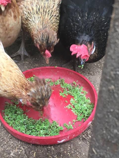 Domestic birds feeding on azolla.
For azolla seeds delivery, please contact +254 768 494209