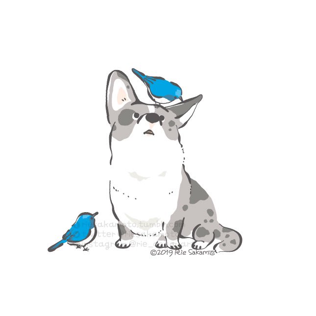 「青い鳥とコーギーたち #青い鳥で埋め尽くせ」|サカモトリエ/イラストレーターのイラスト