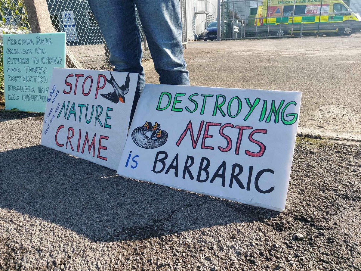 People are currently outside Shrewsbury ambulance site, as they are about to remove nesting swallows from a active nest, after a licence has been granted, just weeks before they will fledge.. #StopNatureCrime #SaveOurSwallows <a href="/swallowspotting/">skyjewels</a> <a href="/ChrisGPackham/">Chris Packham</a> <a href="/IoloWilliams2/">Iolo Williams</a>