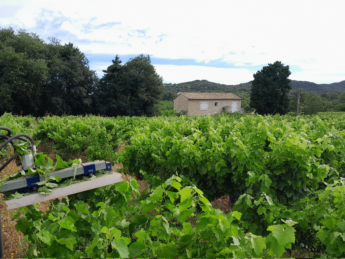 BrigandVin's tweet photo. 🍃En direct de la vigne. Profiter des baisses de température et de la fin de l'été ? ✨️... Pour donner de l'air aux Syrahs. 🍂
#ecimage #fraîcheur https://t.co/h48a5W2G3w