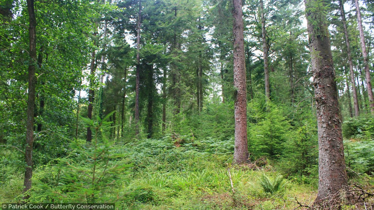 BTO (@_bto) on Twitter photo How can we support bat populations in conifer plantations? By seeing the wood for the trees!
New research into the effects of #forestry management on #bats by @PatrickCookBC, Daniel Alder, <a href="/LisbethHordley/">Lisbeth Hordley</a>, @NewsonStuart and David Pengelly 👉 sciencedirect.com/science/articl… How can we support bat populations in conifer plantations? By seeing the wood for the trees!
New research into the effects of #forestry management on #bats by @PatrickCookBC, Daniel Alder, <a href="/LisbethHordley/">Lisbeth Hordley</a>, @NewsonStuart and David Pengelly 👉 sciencedirect.com/science/articl…