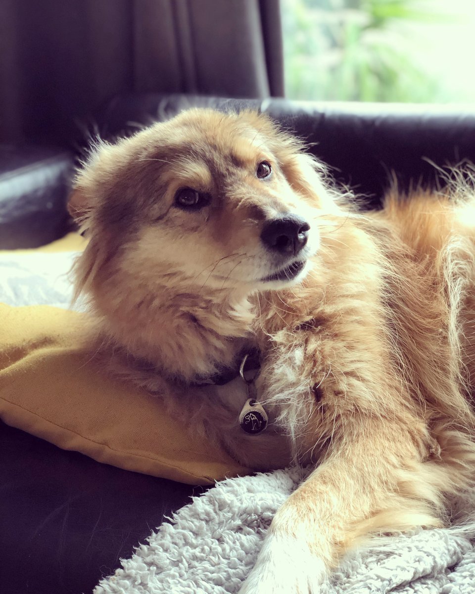 derekharbinson's tweet photo. @ruskin147 Hi Rory, this is Basil. We got him about two weeks before the first lockdown. It's taken that time to get him happy at home although he still won't go in the car or through any strange doorway. Happy to tell you the full story. https://t.co/6EEDh4FbEX