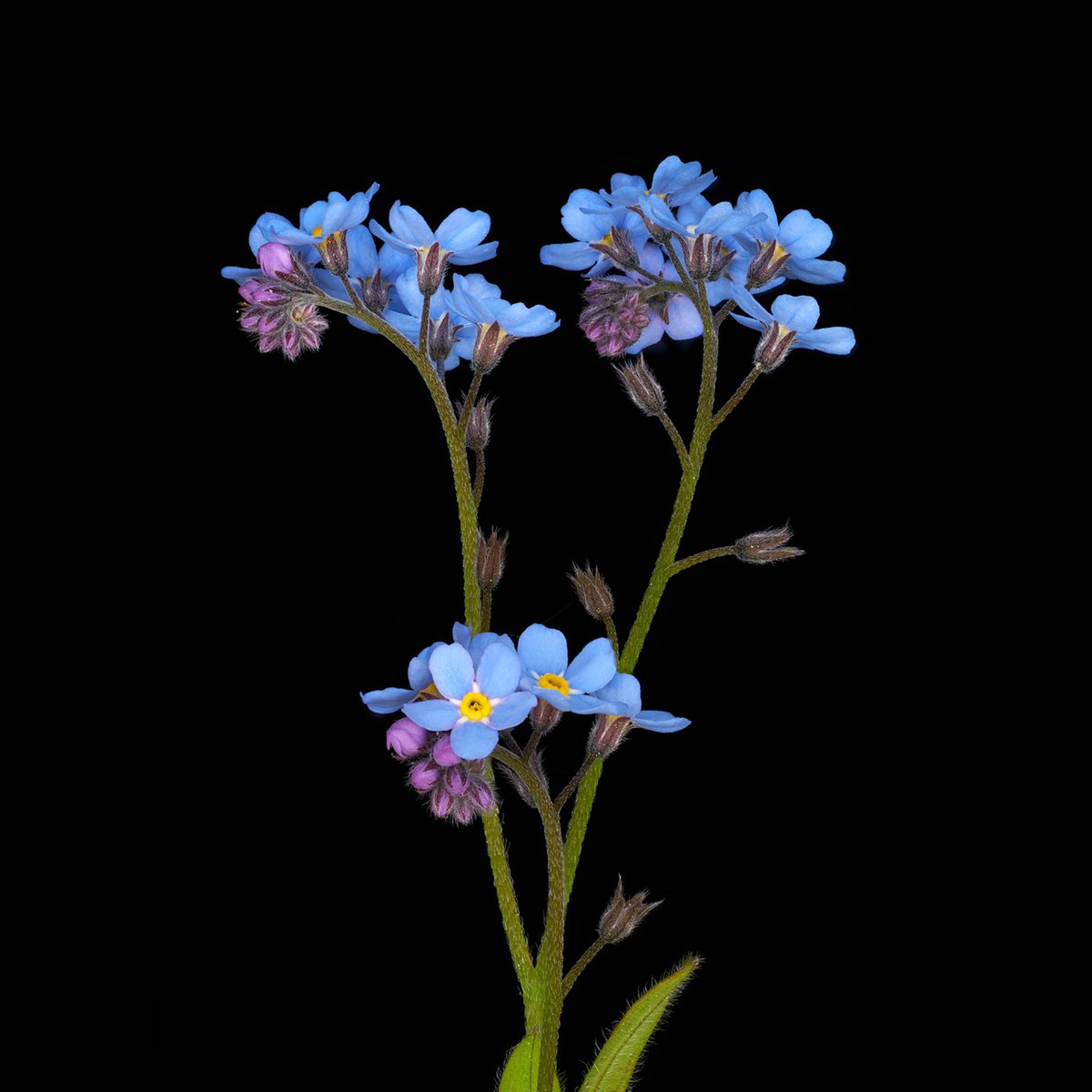 ColorsProjekt's tweet photo. Azure skies above,
Ocean waves gently caress,
Blue, nature's own hue.

1. Myosotis sylvatica
2. Muscari
3. Chionodoxa
4. Borago officinalis

#blue #onemonthonecolor #biodiversity #photograghy #artproject https://t.co/y8PeQo5VtW