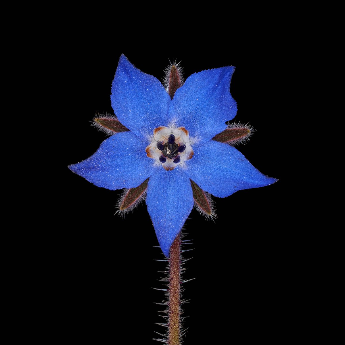 ColorsProjekt's tweet photo. Azure skies above,
Ocean waves gently caress,
Blue, nature's own hue.

1. Myosotis sylvatica
2. Muscari
3. Chionodoxa
4. Borago officinalis

#blue #onemonthonecolor #biodiversity #photograghy #artproject https://t.co/y8PeQo5VtW