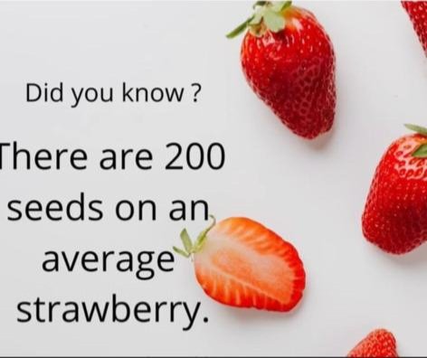 Fun fact for all you fact finders out there.
 #didyouknow #strawberries #leadkettyfarm #localbusiness #tuesdaytips #scottishstrawberries #dunning #freshfruit #shoplocal #eatfresh #localproduce