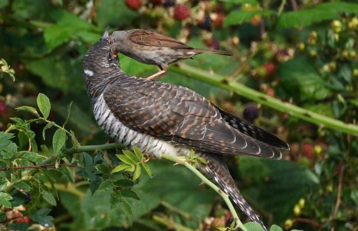 HCBirding's tweet photo. Cuckoo being fed by its Dunnock parent this morning at #FenDraytonLakesRSPB. Didn't dare dream of getting this shot!
@Natures_Voice @RSPBEngland https://t.co/216SYqc2GV