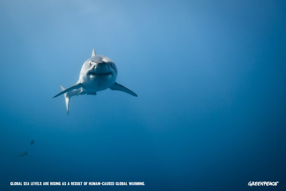 ZedTrafficker's tweet image. We are #FishFood @OneMinuteBriefs @Greenpeace #Advertising #climatechange #globalwarming