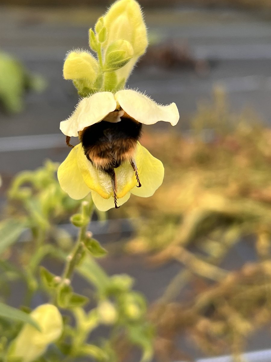 If you’re in need of a smile today, here’s a chonky bumblebee wedging itself into a snapdragon.