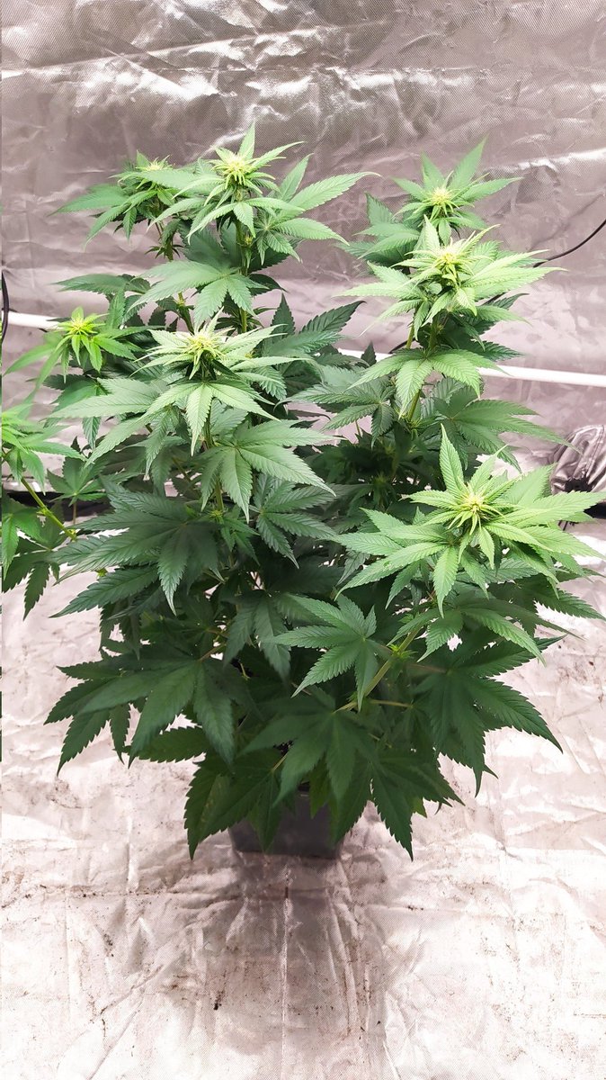 StephandjoG's tweet photo. Gorilla Sherbet from @sweetseeds_es 
End of the 2nd week of flowering.
A very nice strain 😉👍 https://t.co/AREC0NBsT6