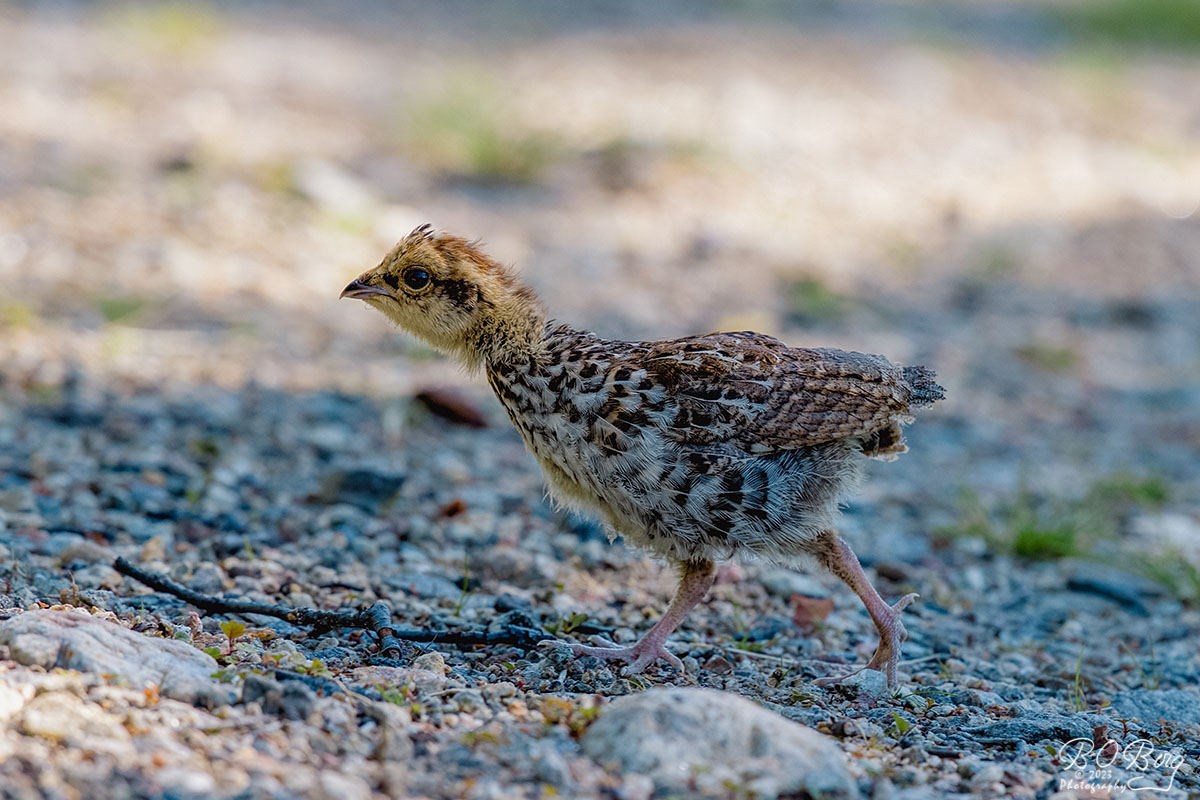 berguffe's tweet photo. #hazelgrouse #pyy #järpe Lake Inari, FIN https://t.co/L4sTqmxYIL