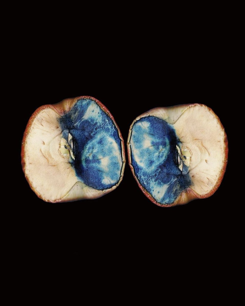 tomafotograaf's tweet image. Cyano-apples. #cyanotype #alternativephotography