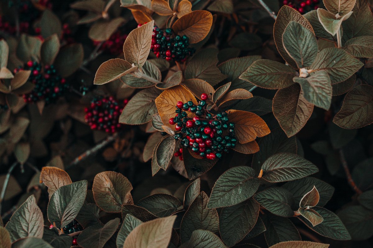 EcoleKimuntu's tweet photo. Les fruits sont toujours le résultat d'un travail acharné, Les fruits brillent de mille feux 
Ils sont la joie du semeur 
Le fruit de mes efforts 
J'ai donné naissance à mon succès. 
Mbutu vient de Buta, qui signifie accouchement, fécondité. 
Mbutu signifie fruit en kongo. https://t.co/VqXNW7qum2