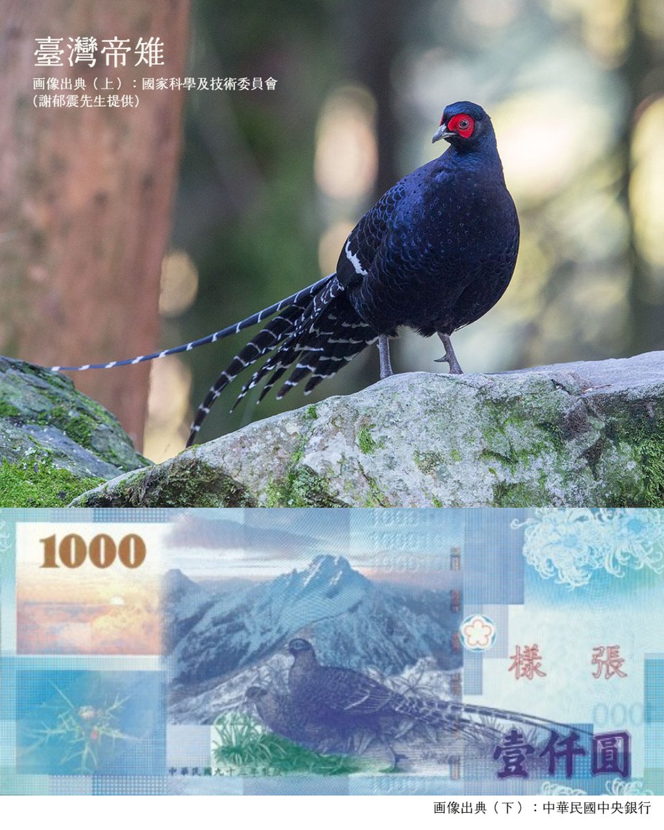 この青い鳥、好きになってくれたら嬉しいな 両替したらぜひチェックしてみて！ 1000台湾元（ニュー台湾ドル）札には台湾にしか生息していない珍鳥「ミカドキジ」が載っているよ  一説によると、彼らは標高1000ｍ以上の高い場所に生息しているので1000台湾元札に載っている ...