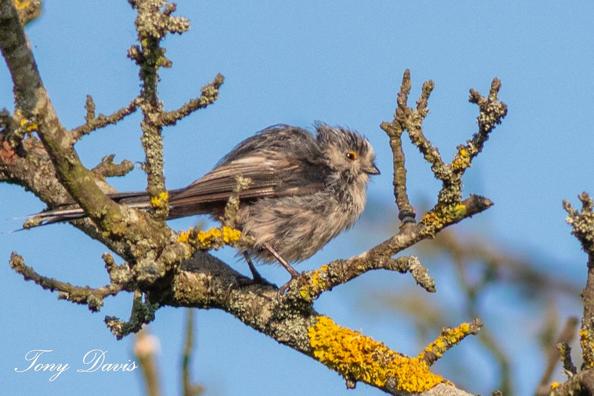 TonyDavis1956's tweet photo. A juvenile long-tailed tit in Tolworth Court Farm Fields early this morning #TwitterNatureCommunity #birdphotography #birdwatching #BirdTwitter #twitterbirds #BirdsofTwitter #BirdsSeenIn2023 #birds #birding  #wildlifephotography #NaturePhotography #Canon #eos5Ds @Natures_Voice https://t.co/Mo2AQGtQTT