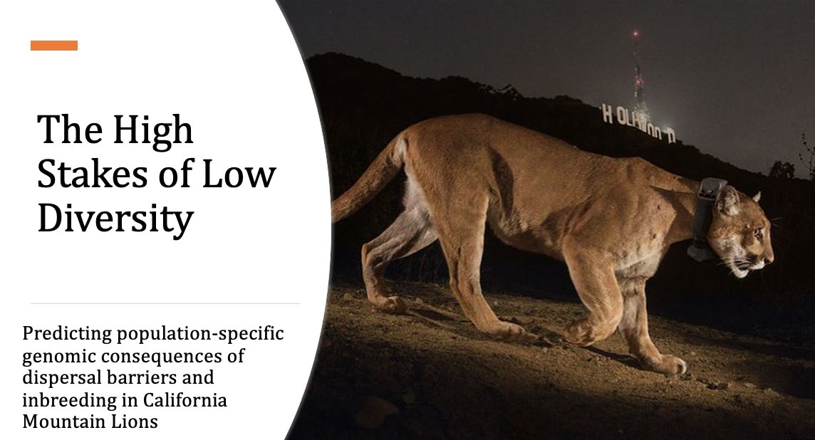 If you're at #SMBE2023, come out and see my talk tomorrow morning at the conservation genomics symposium (AD1 at 9:50) about connectivity and inbreeding in California mountain lions!