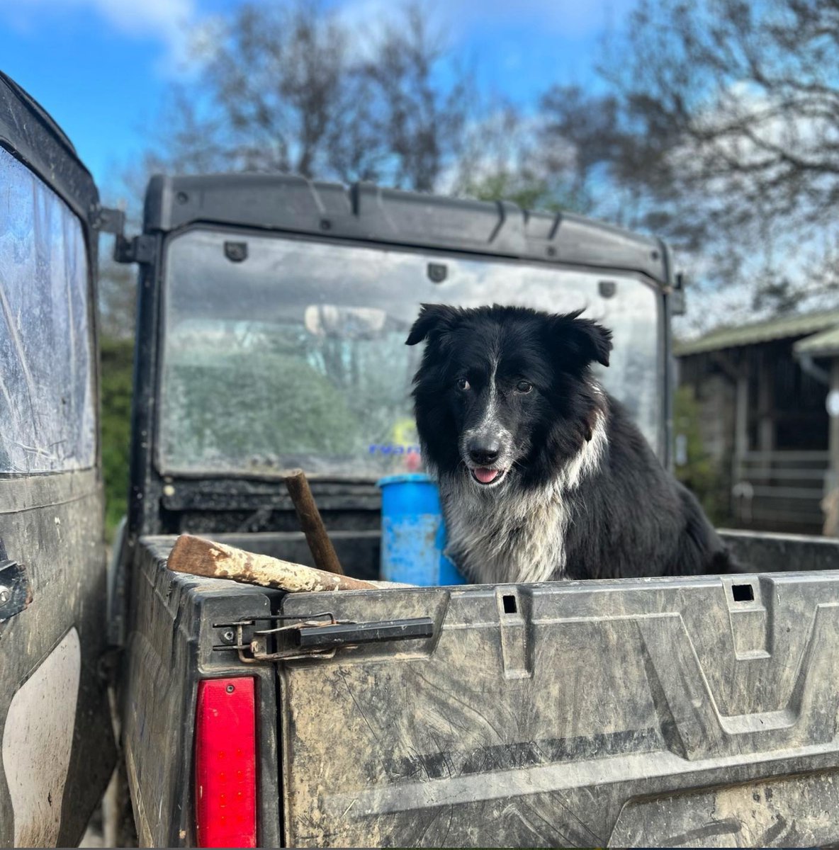 Meet Alfred, our incredible 9-year-old with nearly-blind vision. He astounds us as he navigates the farm flawlessly. Emma's loyal sidekick, office roomie &amp; comedic genius, Alfred's charm and wit are unforgettable. #sheepdog #colliedog #bordercollie #dog #collieofinsta #workingdog