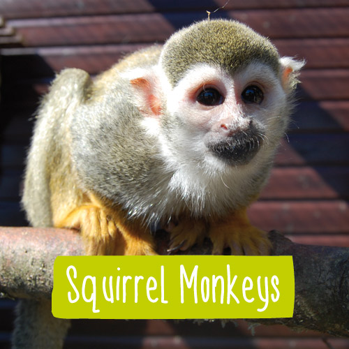 Another Favourite, this family run haven rescues primates in need of forever homes. Follow keepers and hear about the monkeys and relax in the lovely surroundings of handbuilt enclosures and a lovely cafe/restaurant.  @MonkeyIOW 
#monkey #monkeyhavenIOW
buff.ly/3kMT2he