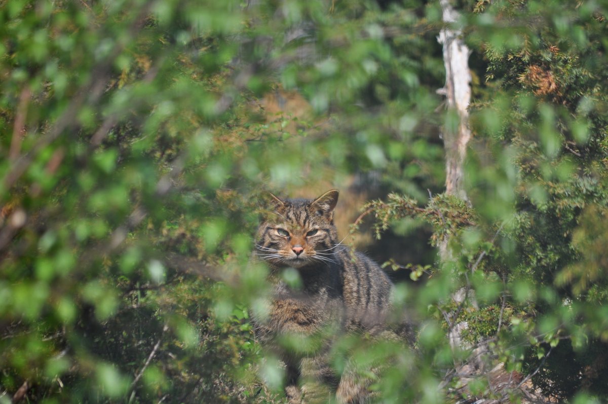 Wildcats can camouflage extremely well in the wild and are very elusive. You're very unlikely to see one while on a hike, but it's exciting to know that wildcats now call the Cairngorms National Park home 🏞