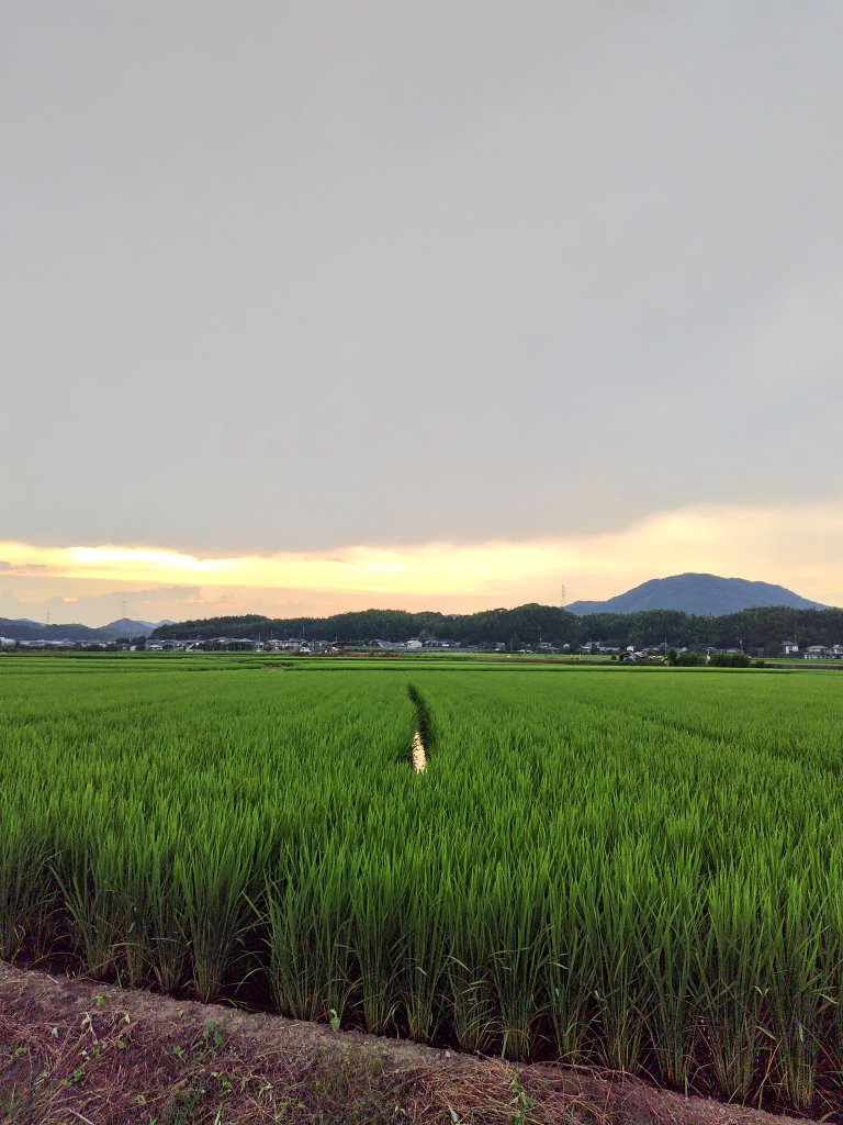 散歩終わり🚶🚶🚶

雨上がりの散歩涼しかたったです☺️☺️

『星屑の町』🎶三橋美智也

皆様お疲れ様でした👍☺️☺️