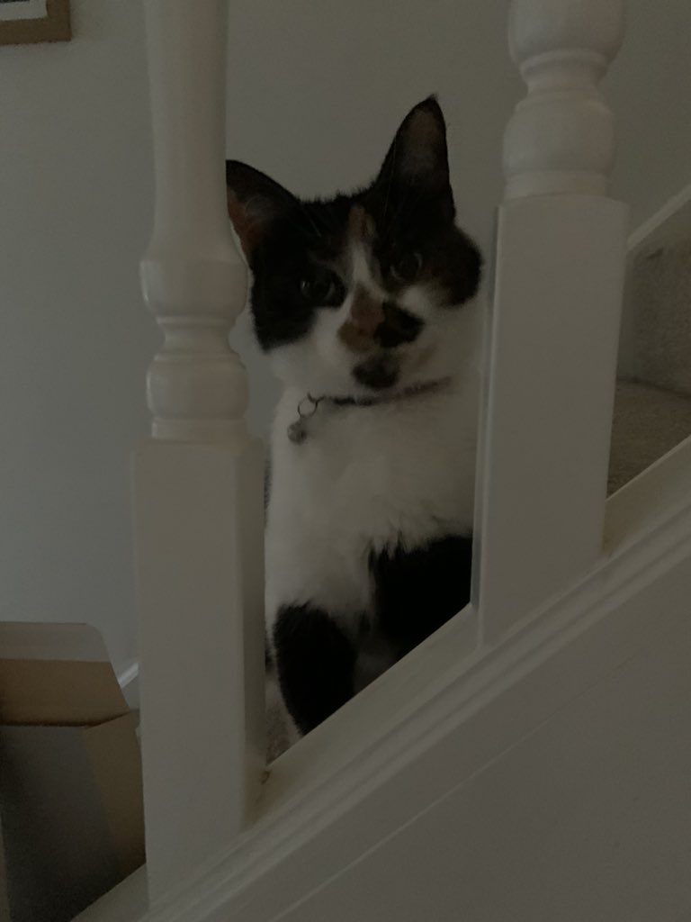 dimchurch's tweet photo. Monday involved a 💇‍♂️ haircut in Worcester, hundreds of logs 🪵 delivered &amp; put away. ☁️ rest, cat 🐈‍⬛ sitting, books 📚 and more well being 😀😀☀️☀️🤩🤩

#SpreadASmile 😀#SmileContagious 😀😀😀#BeKind 😘 #CheckIn ☎️ #ClickThoseHeels 👠 https://t.co/W6bgO6EGyY