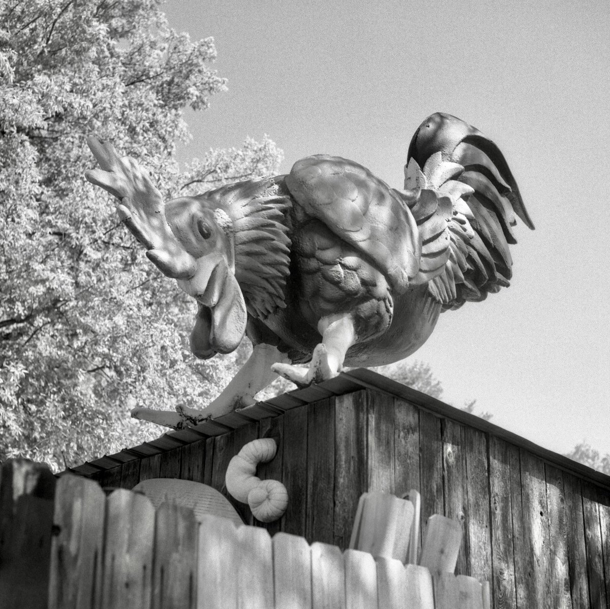 TriXFilm's tweet photo. Worm Spotted • Austin, Texas, USA

Rolleiflex 2.8 D • Kodak Tri-X 400 • 2023

#FilmPhotography #Kodak #TriX #Film #Camera #120film #MediumFormat #Rolleiflex #BWfilm #Photography #ATX #TX #Austin #Texas #Outdoors #Monochrome #Worm #Spotted #Cool #Artwork #SoCo #July21 #Year2023 https://t.co/prVti91E8H