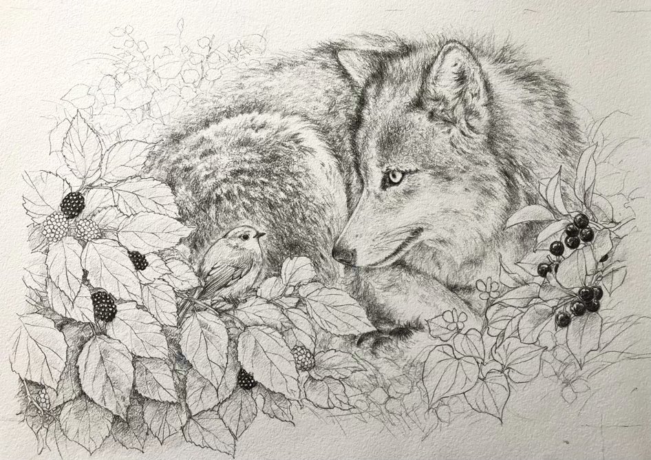 「ともだち」狼とロビン 線画完成。 この後彩色。  #11月熊本銀羊舎  Friends Wolf and Robin   #wolf #robin #animal #bird #leaf #flower #berry #forest #colouredpencils #art #drawing