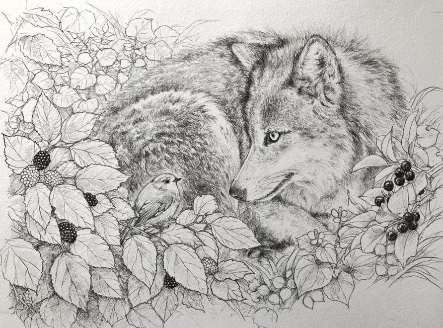 「ともだち」狼とロビン 線画完成。 この後彩色。  #11月熊本銀羊舎  Friends Wolf and Robin   #wolf #robin #animal #bird #leaf #flower #berry #forest #colouredpencils #art #drawing