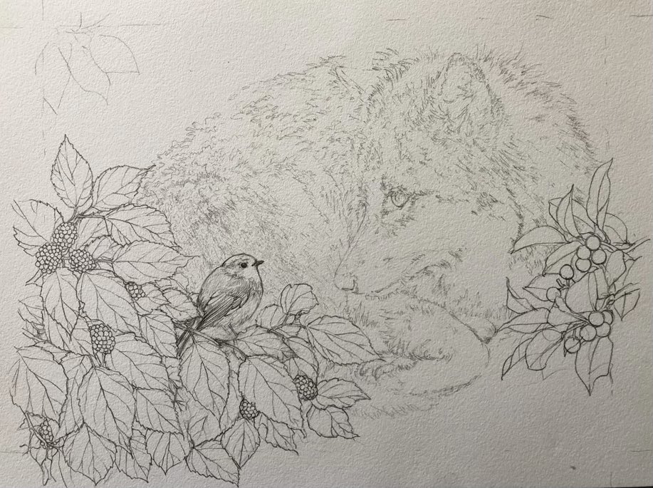 「ともだち」狼とロビン 線画完成。 この後彩色。  #11月熊本銀羊舎  Friends Wolf and Robin   #wolf #robin #animal #bird #leaf #flower #berry #forest #colouredpencils #art #drawing