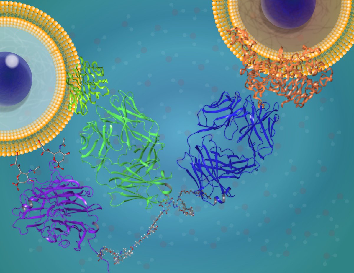 Peter Szijj (@peterszijj) on Twitter photo It has been four years since this journey started, but (this chapter at least) has come to an end! Our work on "Chemical generation of checkpoint inhibitory T cell engagers for the treatment of cancer" is now online in <a href="/NatureChemistry/">Nature Chemistry</a>!
nature.com/articles/s4155…
1/9 It has been four years since this journey started, but (this chapter at least) has come to an end! Our work on "Chemical generation of checkpoint inhibitory T cell engagers for the treatment of cancer" is now online in <a href="/NatureChemistry/">Nature Chemistry</a>!
nature.com/articles/s4155…
1/9