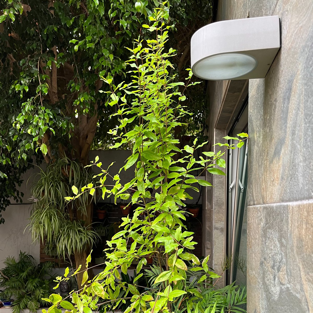 DuarteCrispim's tweet photo. le jardin secret https://t.co/su5ja84hKS